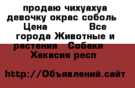 продаю чихуахуа девочку,окрас соболь › Цена ­ 25 000 - Все города Животные и растения » Собаки   . Хакасия респ.